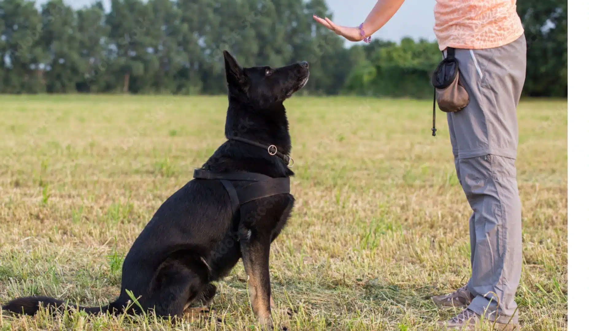 Understanding Your Dog's Body Language