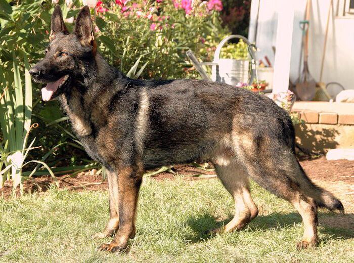 Crate Training Your German Shepherd: Building a Safe Space