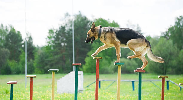 Mental Stimulation for German Shepherds: Preventing Boredom and Destruction