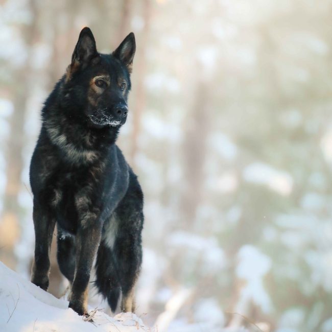 Nutrition Essentials: Feeding Your Dog for Optimal Health