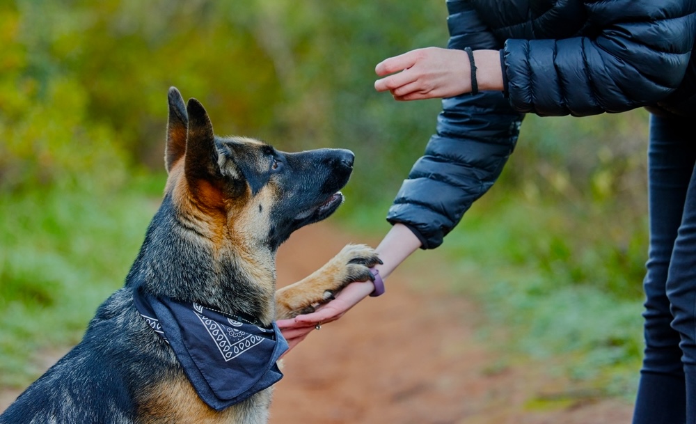 German Shepherd Obedience Training: A Complete Guide