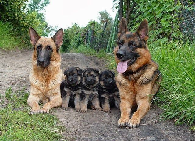 Protection Training for German Shepherds: When and How to Start