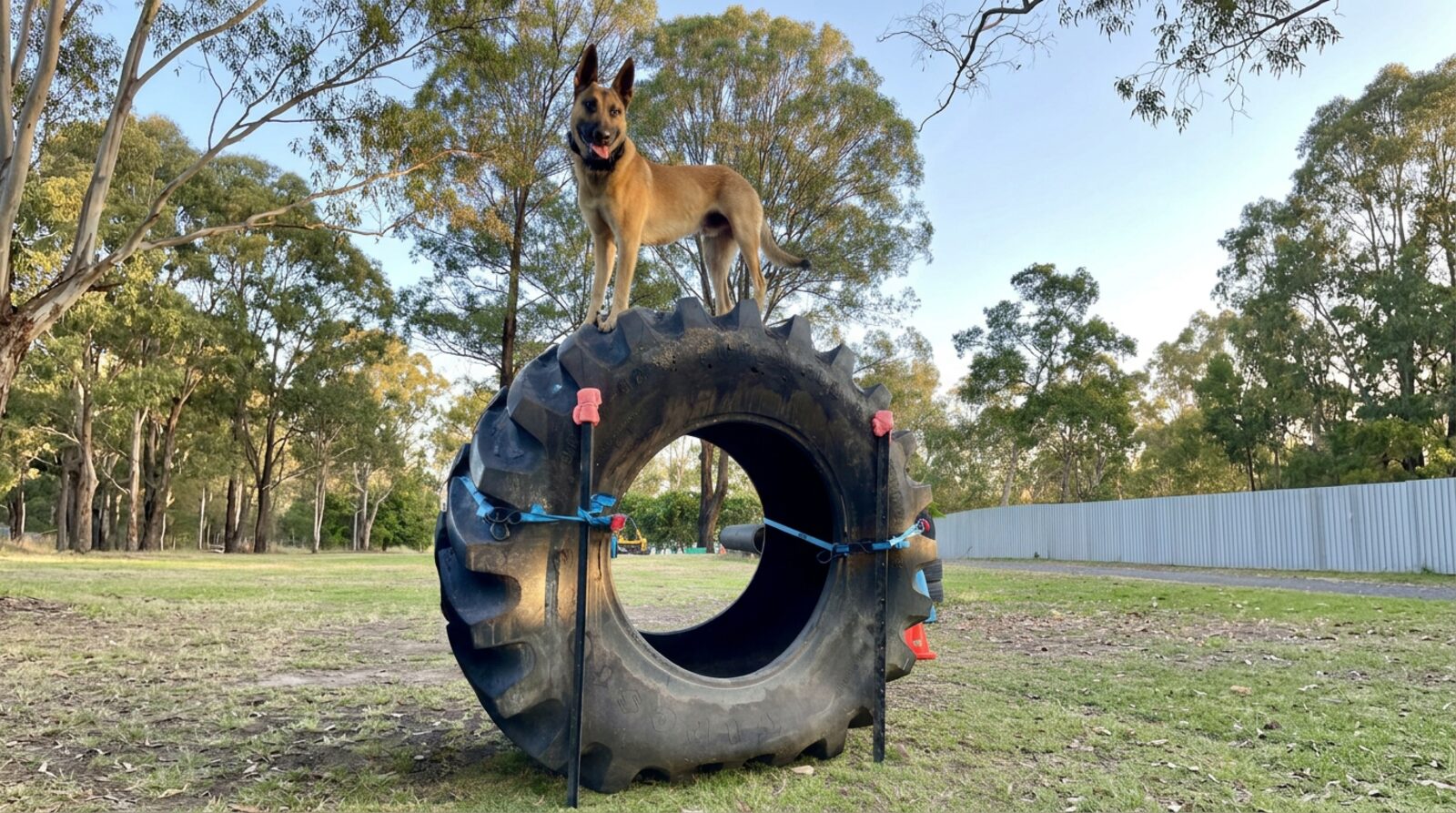 German Shepherd Recall Training: Building a Bulletproof Come Command