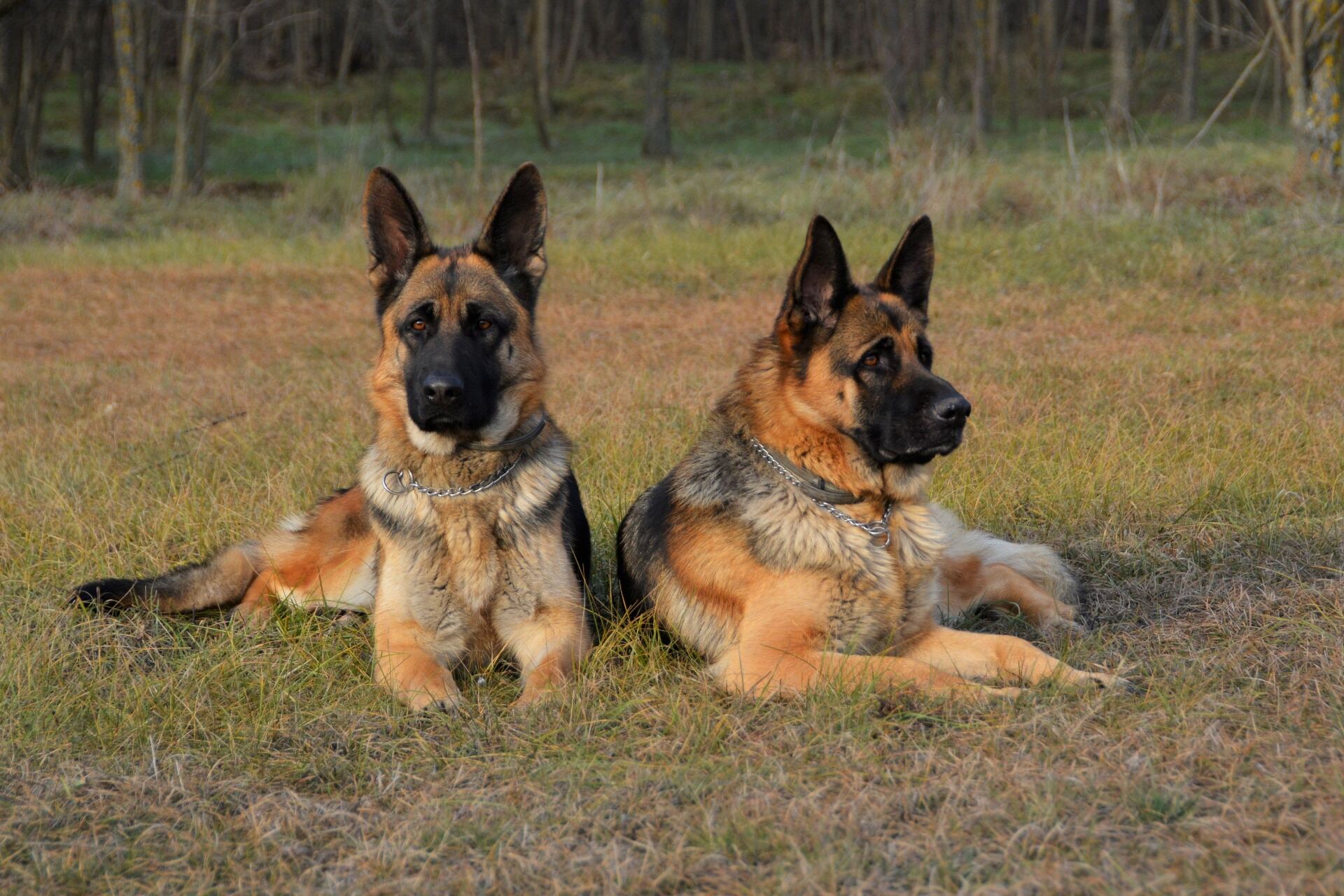Managing Separation Anxiety in Dogs