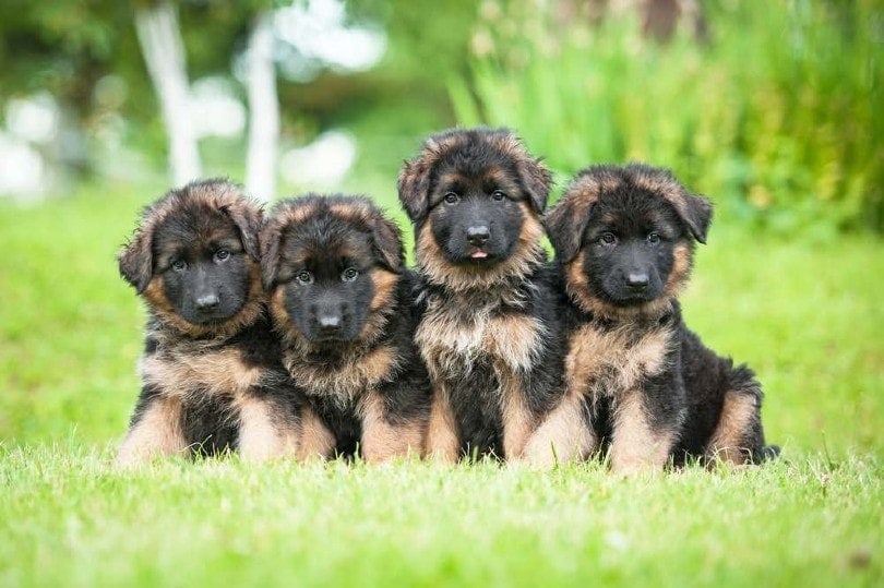 Socialising Your German Shepherd Puppy: The Critical Window