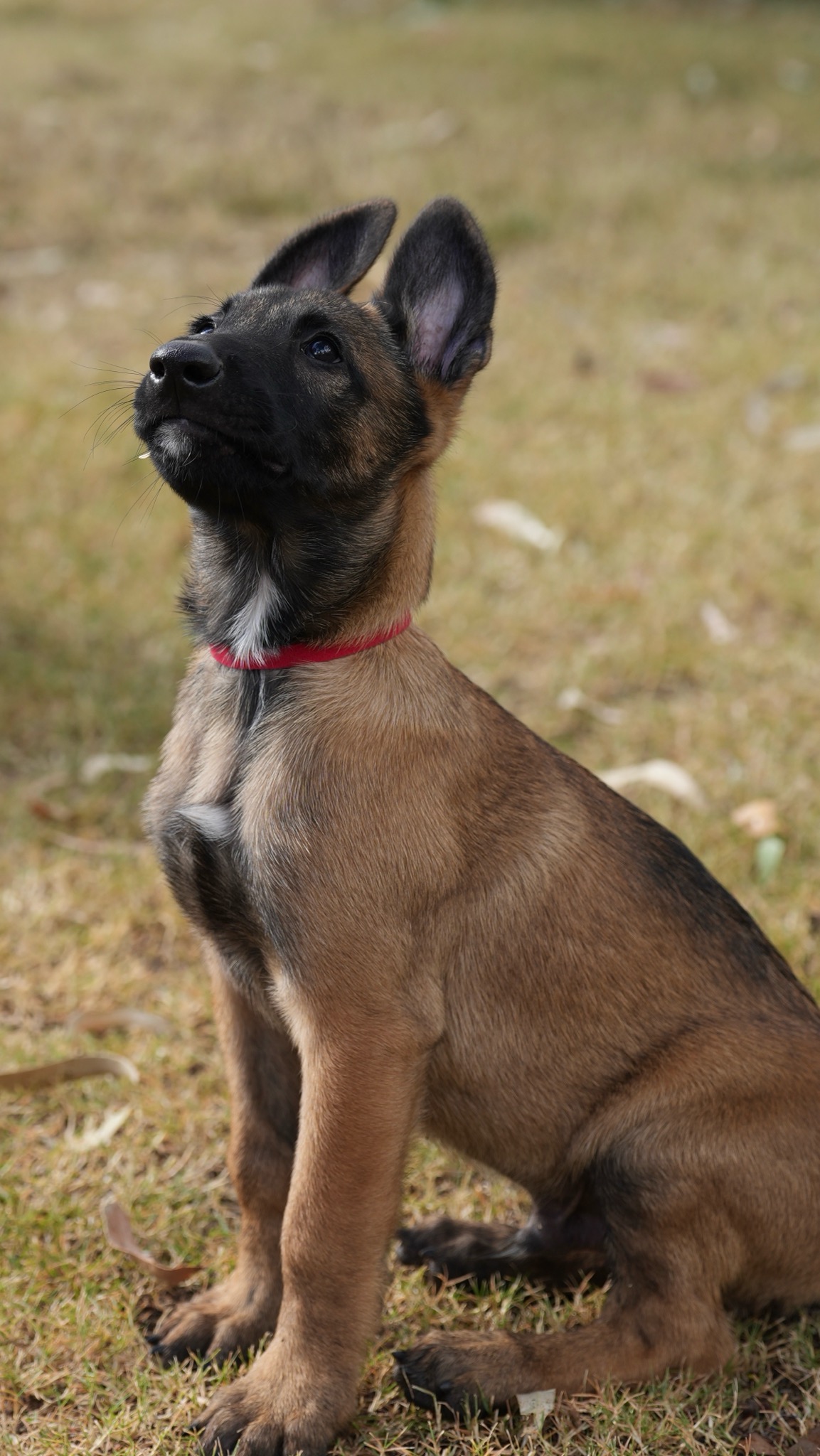 Belgian Malinois Puppies – New Litter