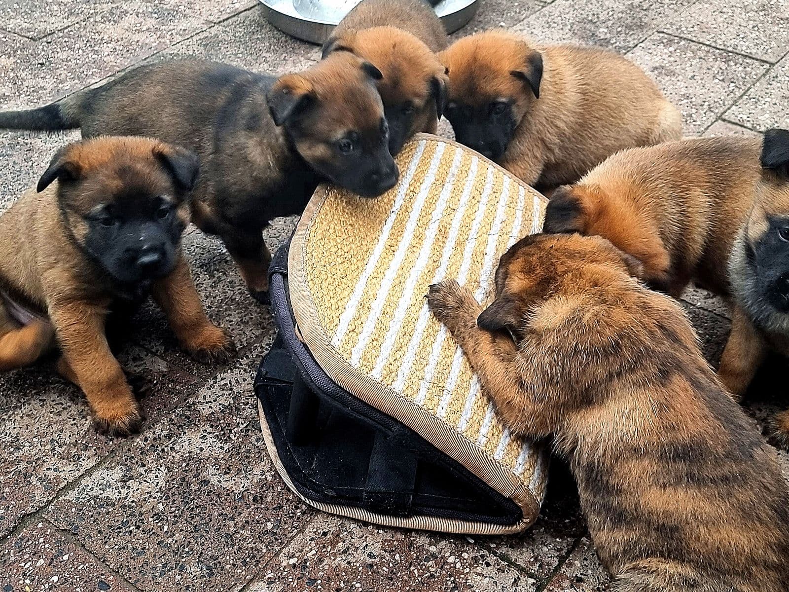 Belgian Malinois Puppies