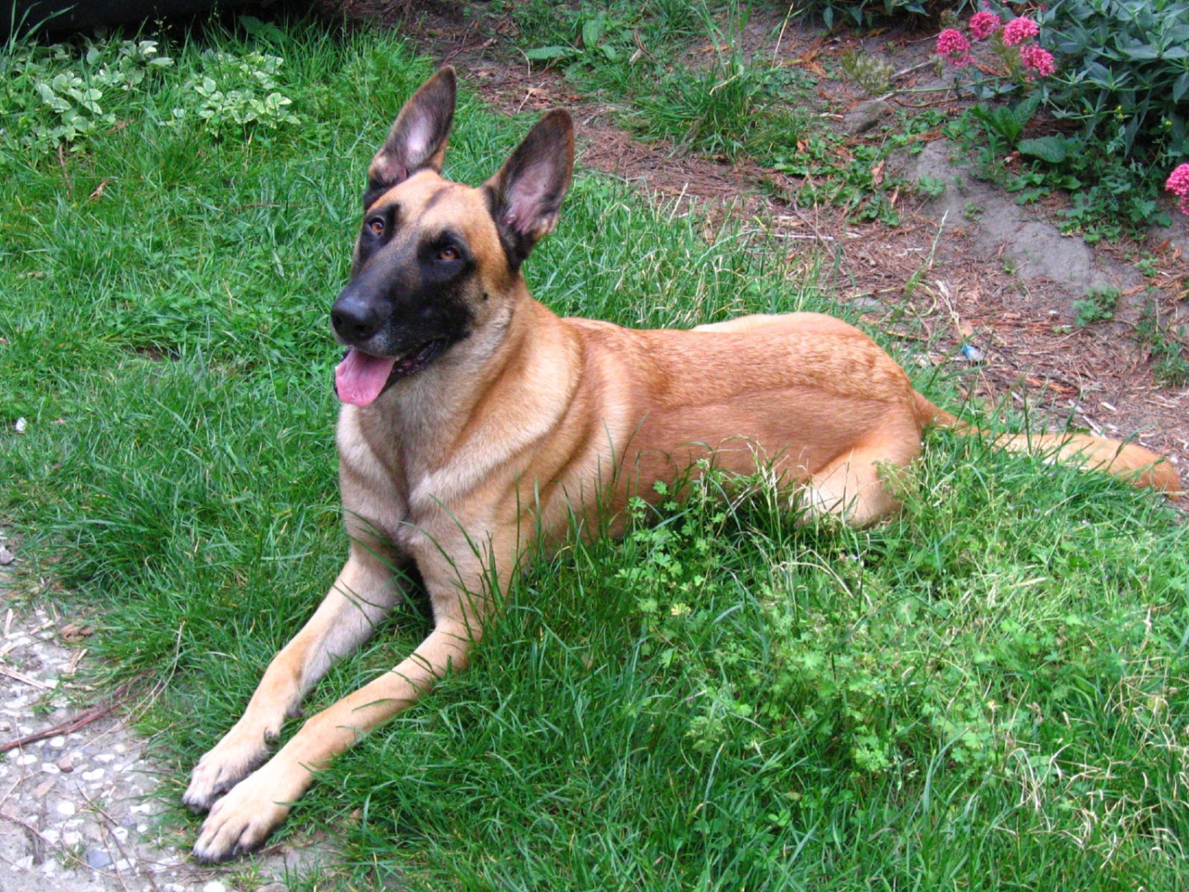 Belgian Malinois Puppies – New Litter