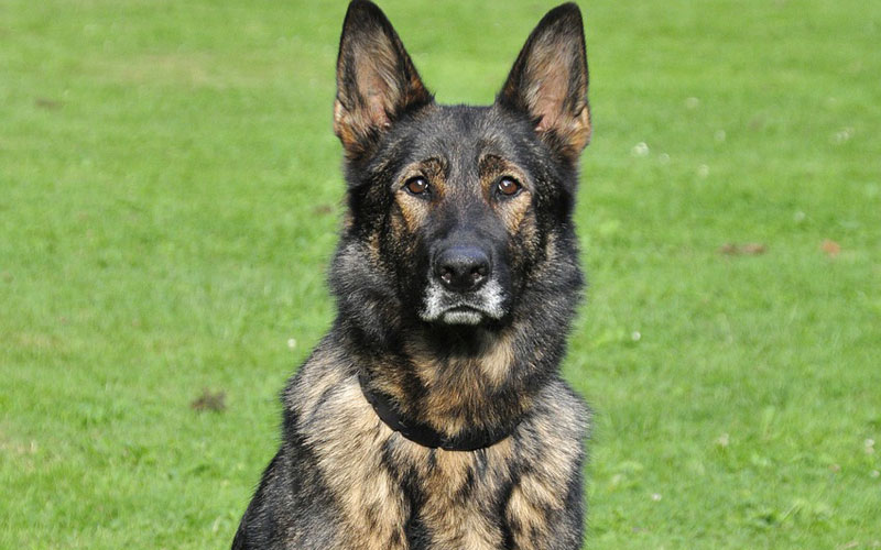 Sable DDR German Shepherd Puppies